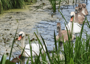 A family of swans at Ranworth Broad
