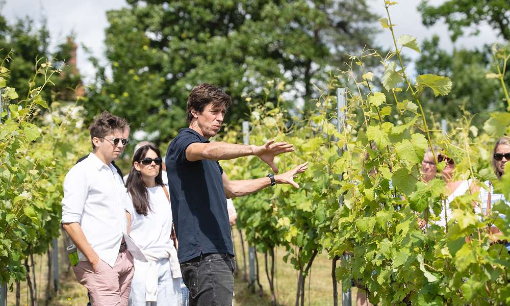 Visitors exploring vineyard rows during a guided tour, learning about grape growing among established vines in the Norfolk countryside.